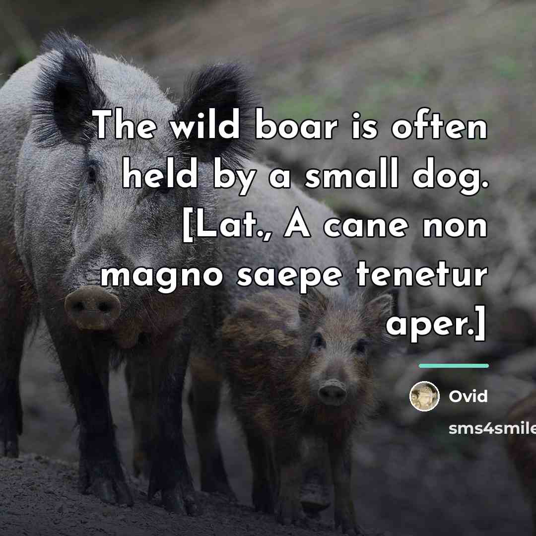 “The wild boar is often held by a small dog.…” quote by Ovid
