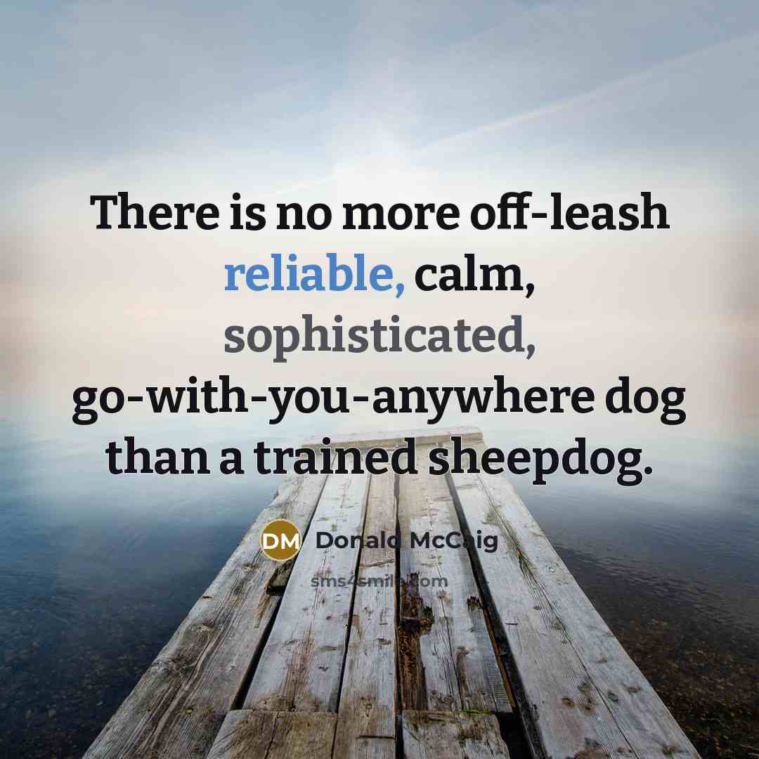 “There is no more off-leash reliable, calm, sophisticated, go-with-you-anywhere dog…” quote by Donald McCaig