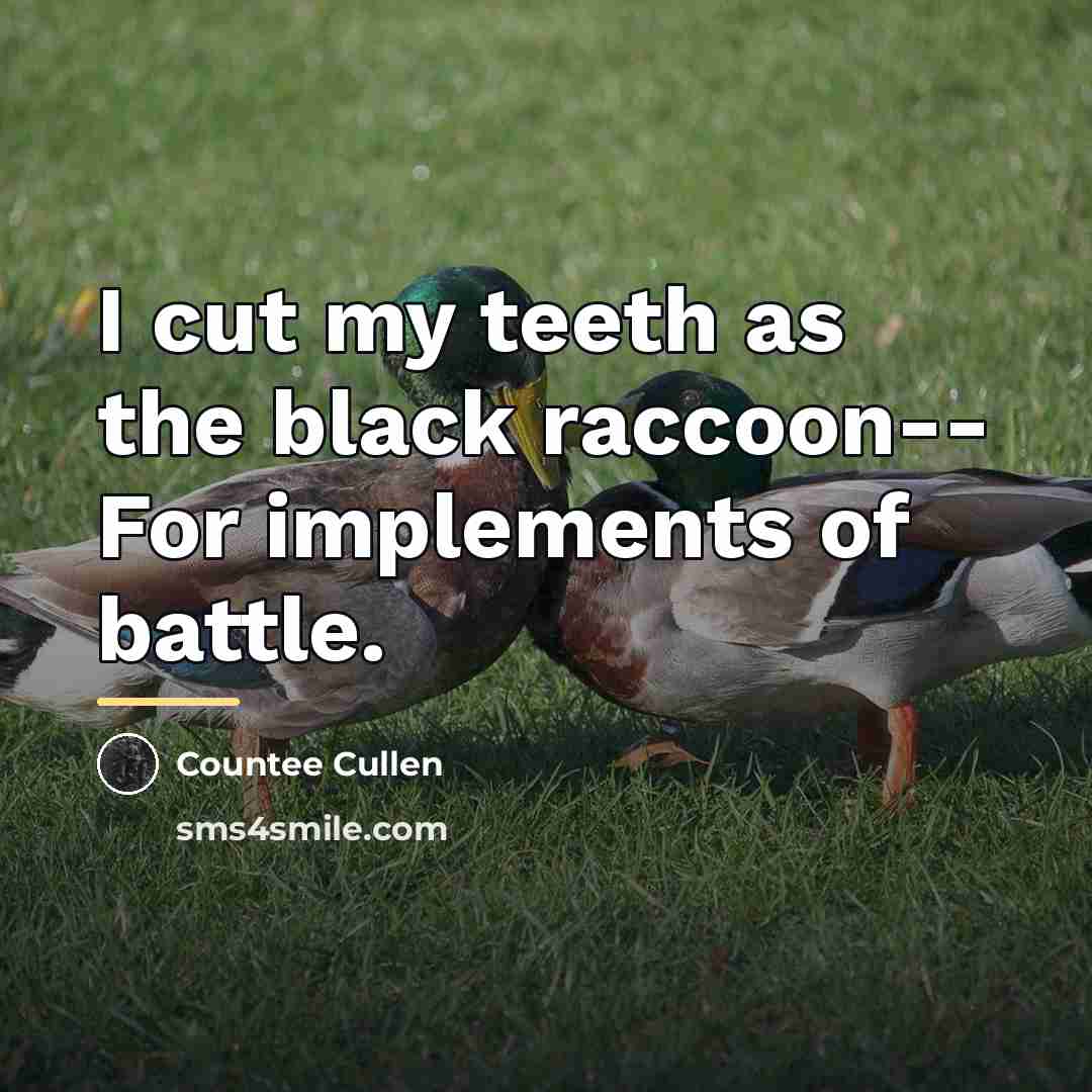 “I cut my teeth as the black raccoon-- For implements…” quote by Countee Cullen