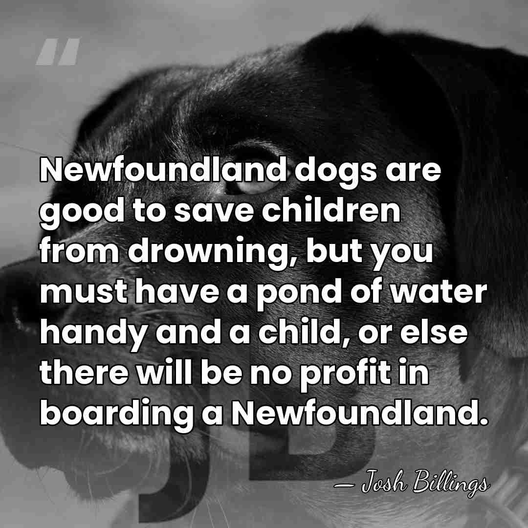 Newfoundland dogs are good to save children from drowning, but you must&hellip; - Josh Billings