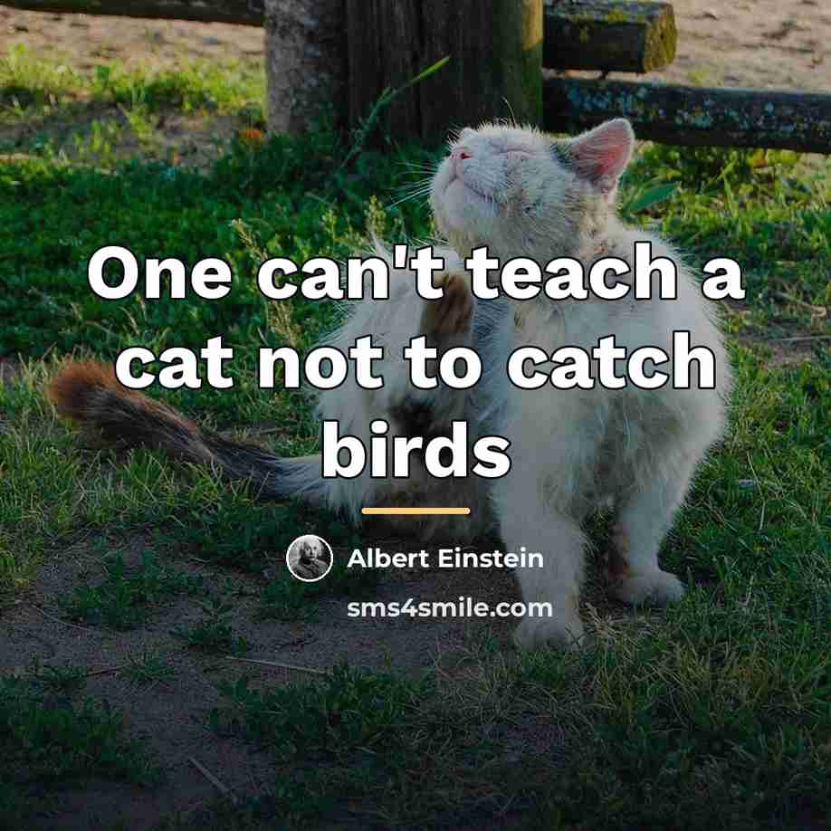 “One can't teach a cat not to catch birds…” quote by Albert Einstein