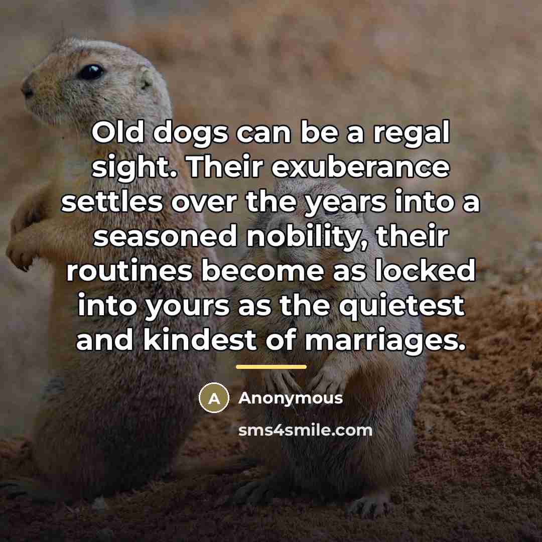 “Old dogs can be a regal sight. Their exuberance settles…” quote by Anonymous