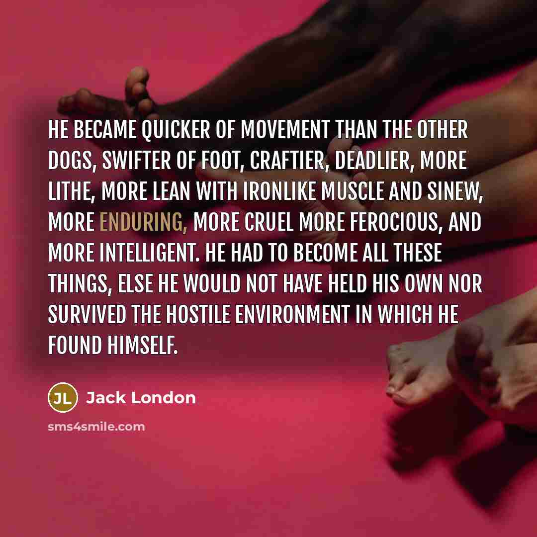 “He became quicker of movement than the other dogs, swifter…” quote by Jack London