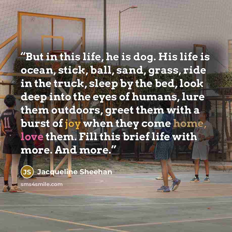 “But in this life, he is dog. His life is ocean, stick, ball, sand, grass, ride in the truck, sleep by the bed, look deep into the eyes of humans, lure them outdoors, greet them with a burst of joy when they come home, love them. Fill this brief life with more. And more.” quote by Jacqueline Sheehan