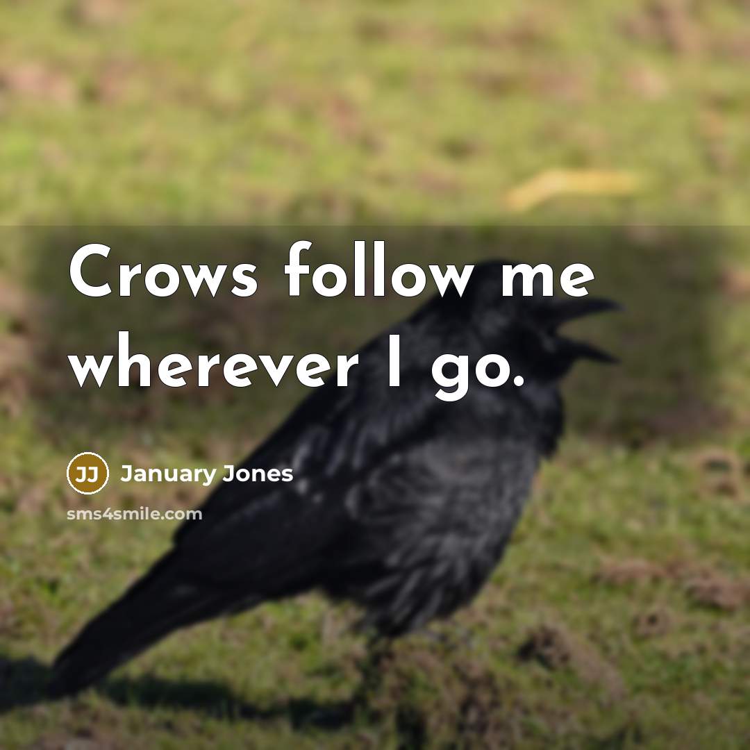 “Crows follow me wherever I go.…” quote by January Jones