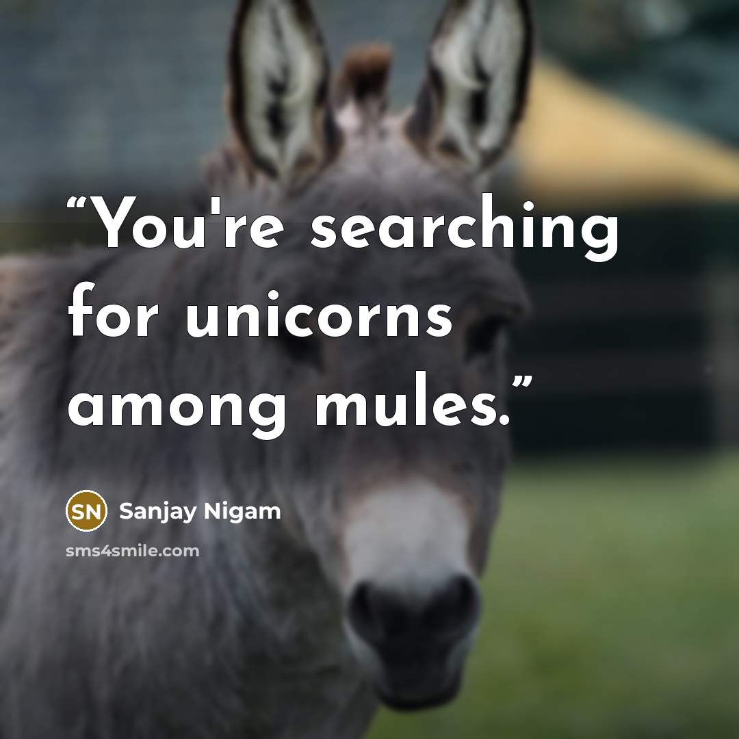 “You're searching for unicorns among mules.” quote by Sanjay Nigam