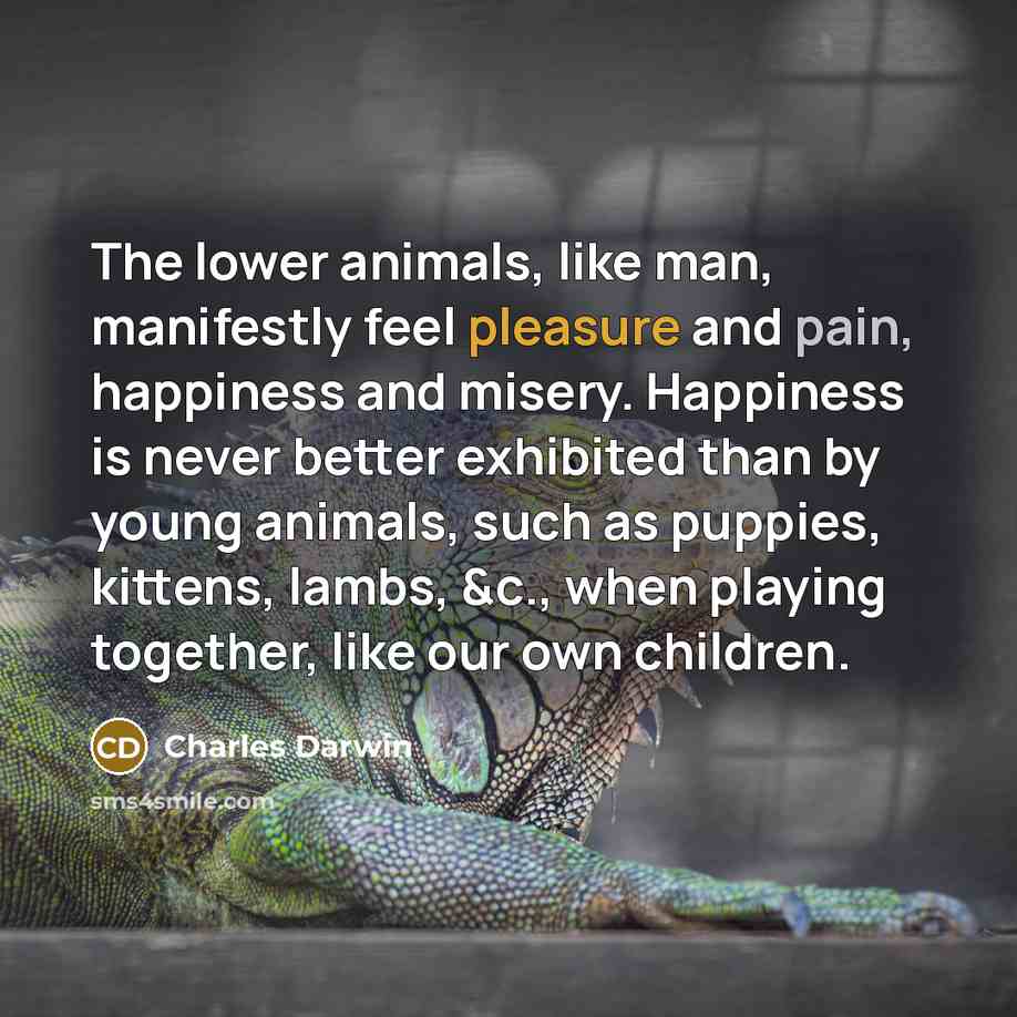 “The lower animals, like man, manifestly feel pleasure and pain,…” quote by Charles Darwin