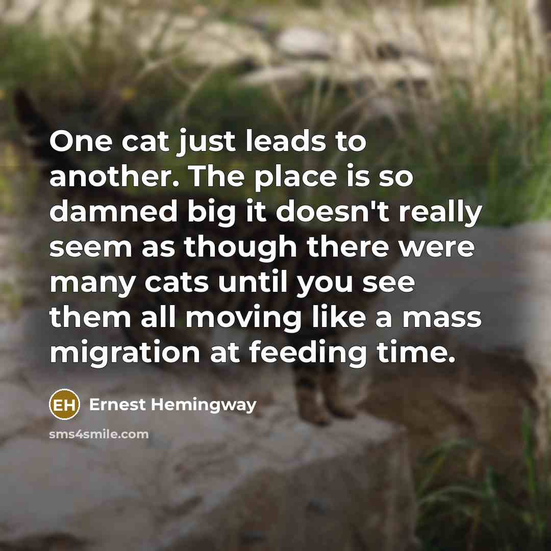 “One cat just leads to another. The place is so…” quote by Ernest Hemingway