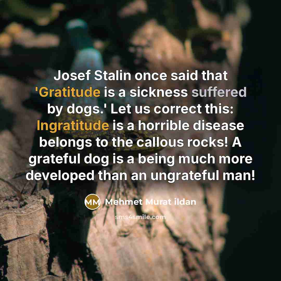 “Josef Stalin once said that 'Gratitude is a sickness suffered by dogs.' Let us correct this: Ingratitude is a horrible disease belongs to the callous rocks! A grateful dog is a being much more developed than an ungrateful man!” quote by Mehmet Murat Ildan