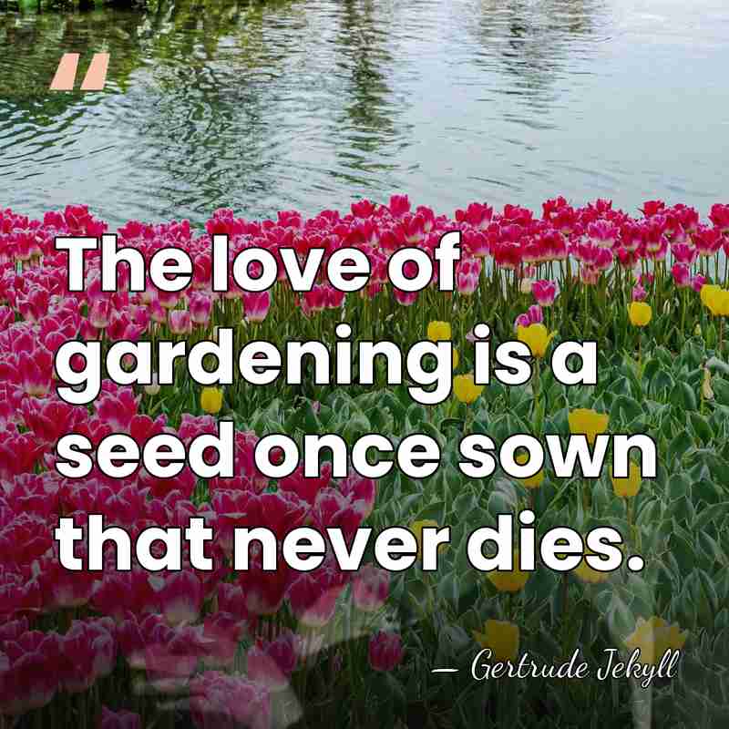 The love of gardening is a seed once sown that never dies. - Gertrude Jekyll