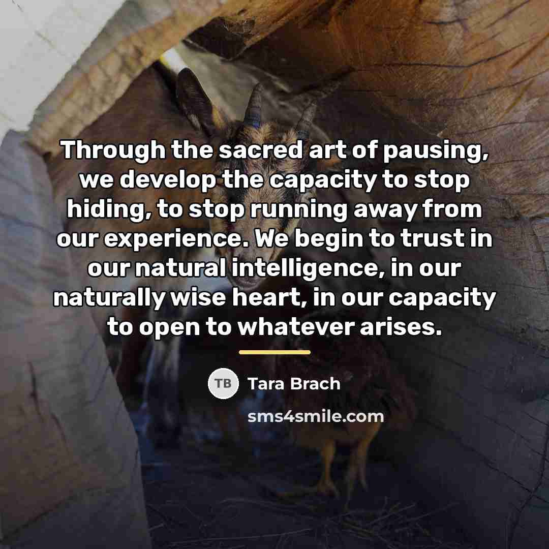 “Through the sacred art of pausing, we develop the capacity…” quote by Tara Brach