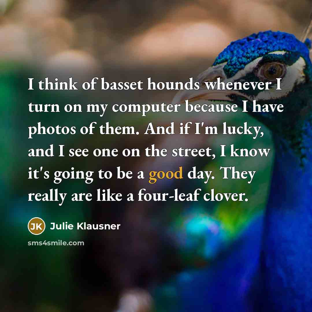 “I think of basset hounds whenever I turn on my computer because I have photos of them. And if I'm lucky, and I see one on the street, I know it's going to be a good day. They really are like a four-leaf clover.” quote by Julie Klausner