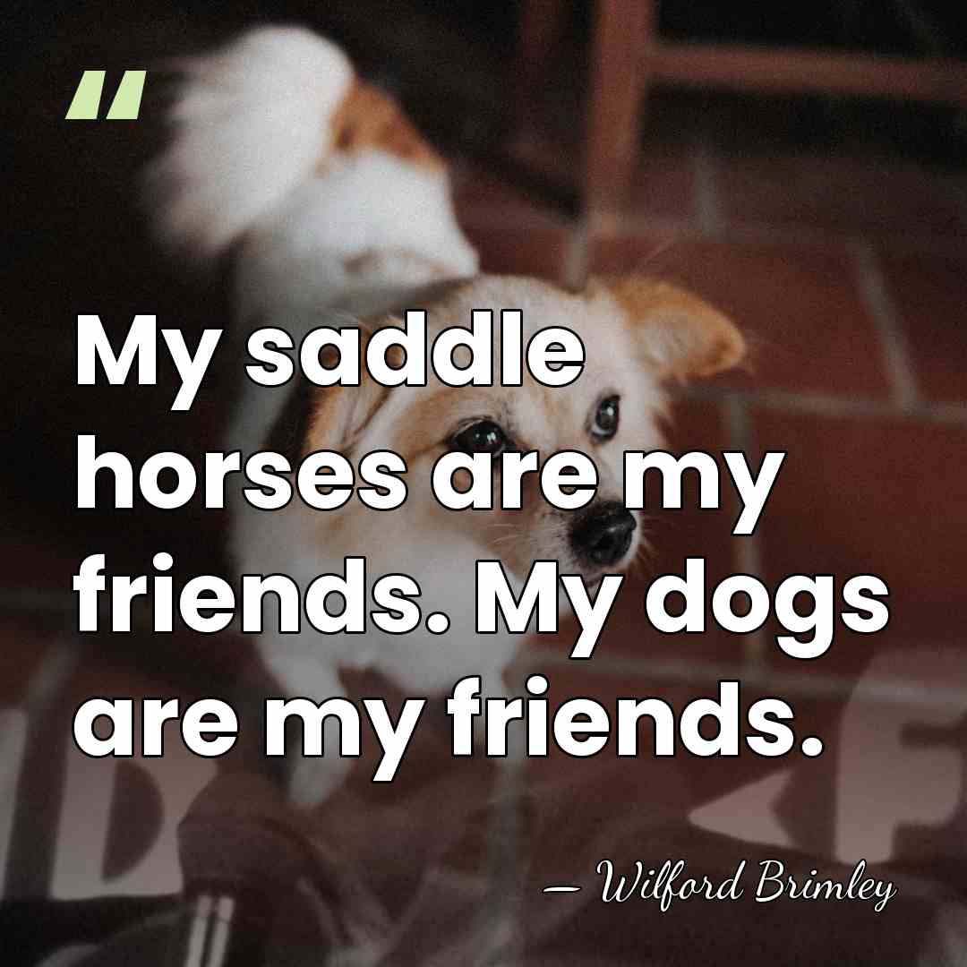 My saddle horses are my friends. My dogs are my friends. - Wilford Brimley