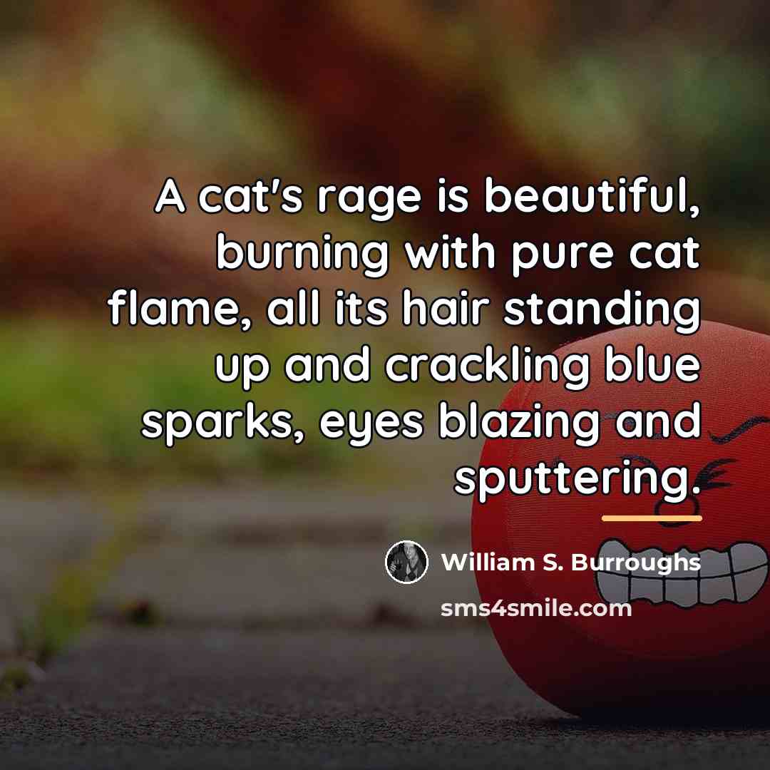 “A cat's rage is beautiful, burning with pure cat flame,…” quote by William S. Burroughs