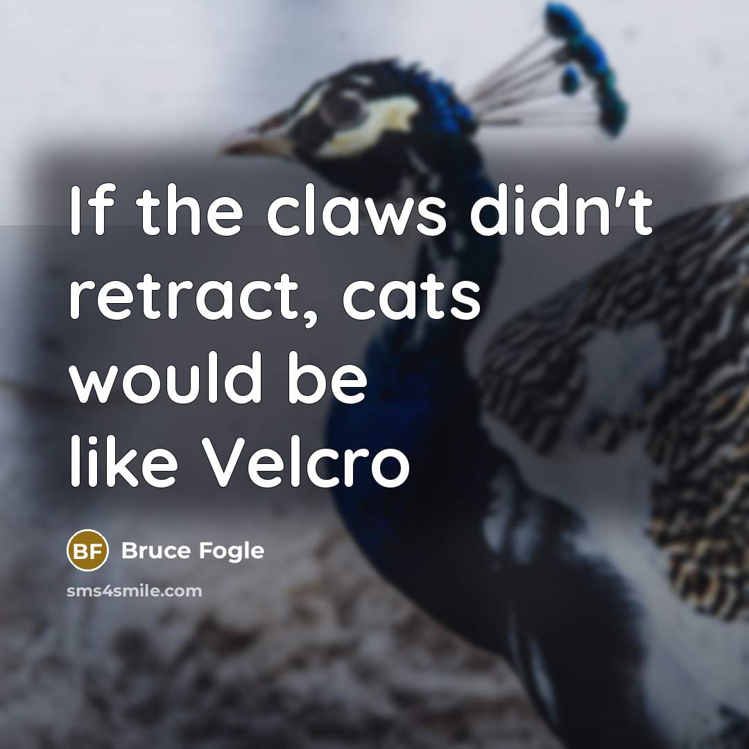 “If the claws didn't retract, cats would be like Velcro…” quote by Bruce Fogle