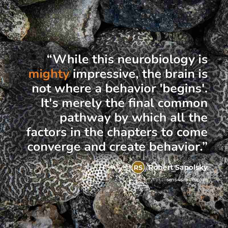 “While this neurobiology is mighty impressive, the brain is not where a behavior 'begins'. It's merely the final common pathway by which all the factors in the chapters to come converge and create behavior.” quote by Robert Sapolsky