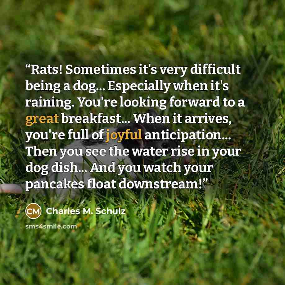 “Rats! Sometimes it's very difficult being a dog... Especially when it's raining. You're looking forward to a great breakfast... When it arrives, you're full of joyful anticipation... Then you see the water rise in your dog dish... And you watch your pancakes float downstream!” quote by Charles M. Schulz