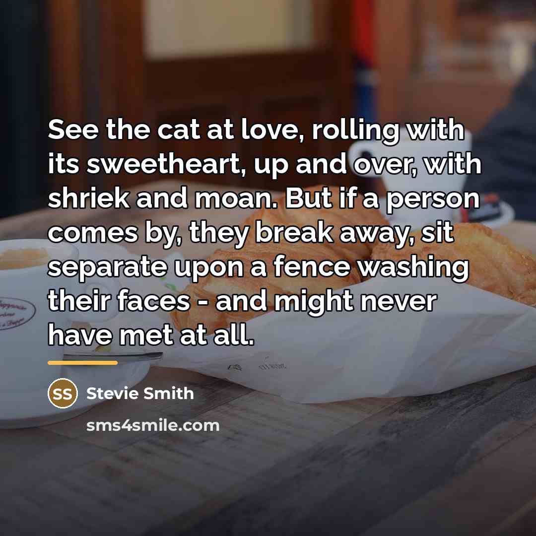 “See the cat at love, rolling with its sweetheart, up…” quote by Stevie Smith