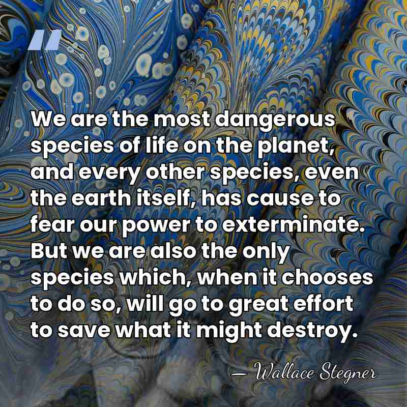 We are the most dangerous species of life on the planet, and&hellip; - Wallace Stegner