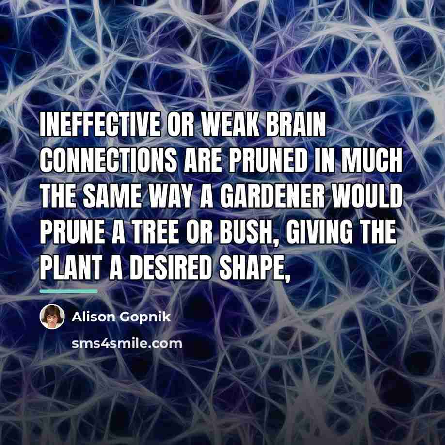 “Ineffective or weak brain connections are pruned in much the…” quote by Alison Gopnik