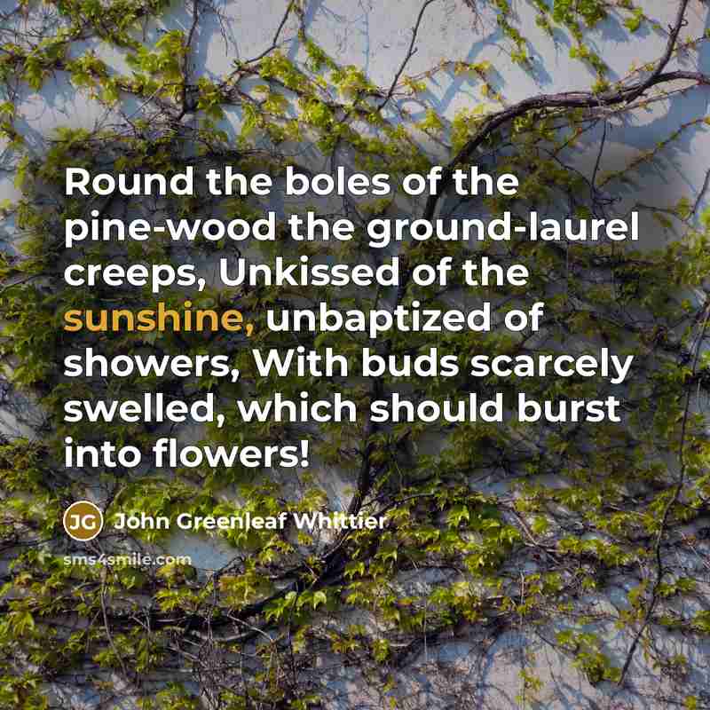 “Round the boles of the pine-wood the ground-laurel creeps, Unkissed…” quote by John Greenleaf Whittier