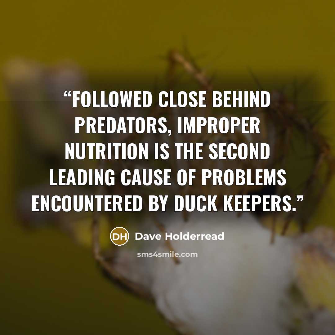 “Followed close behind predators, improper nutrition is the second leading cause of problems encountered by duck keepers.” quote by Dave Holderread