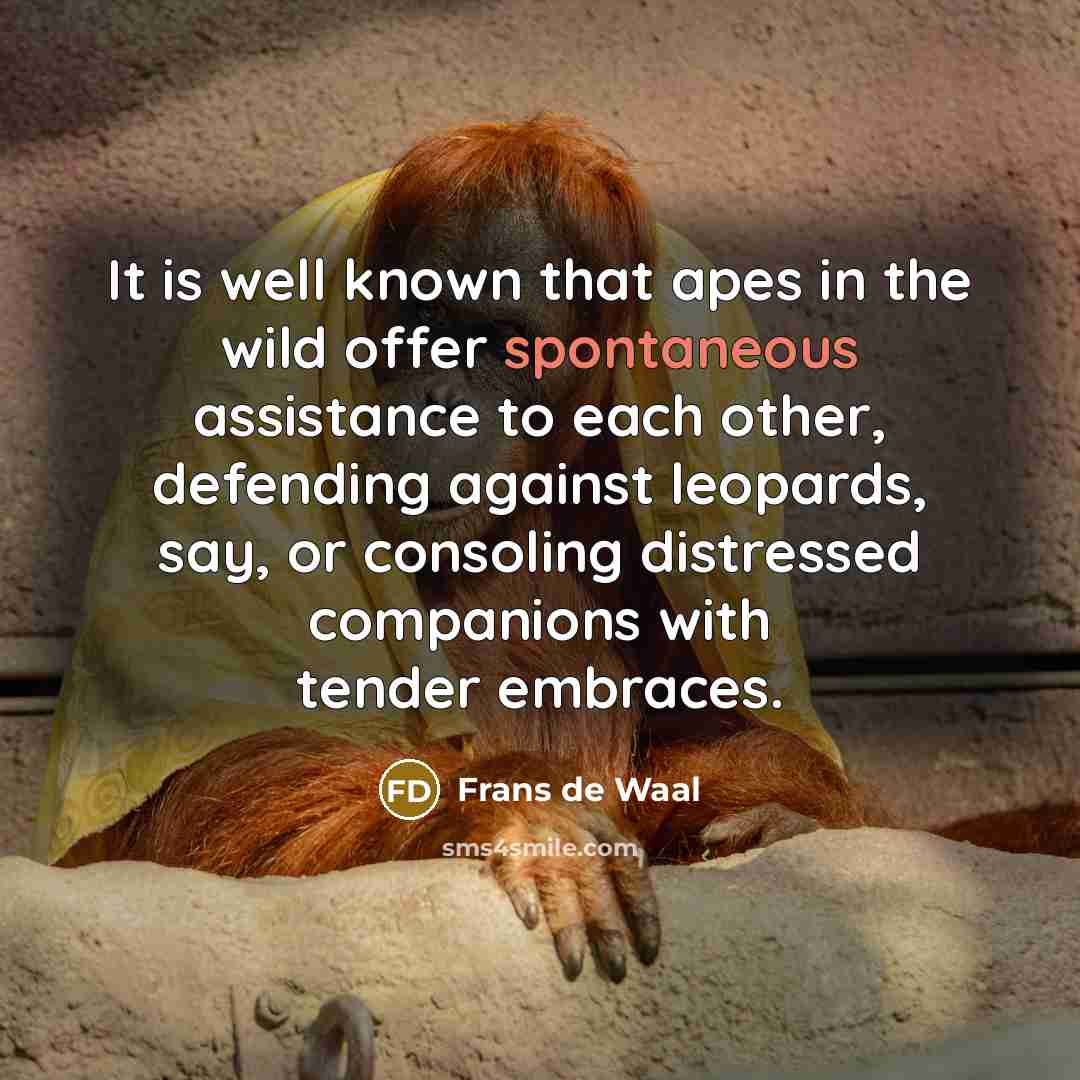 “It is well known that apes in the wild offer…” quote by Frans de Waal