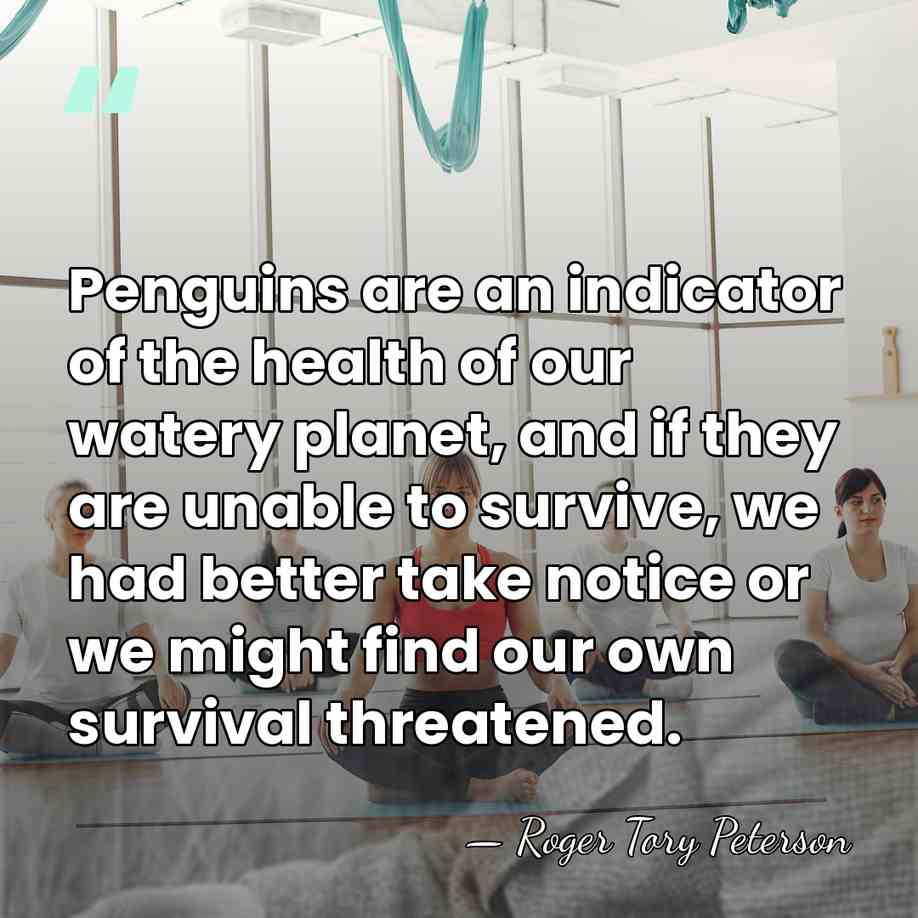 Penguins are an indicator of the health of our watery planet, and&hellip; - Roger Tory Peterson