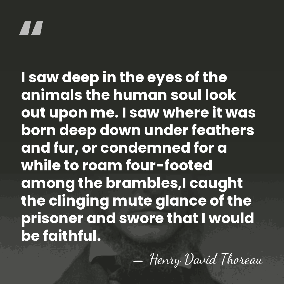 I saw deep in the eyes of the animals the human soul&hellip; - Henry David Thoreau