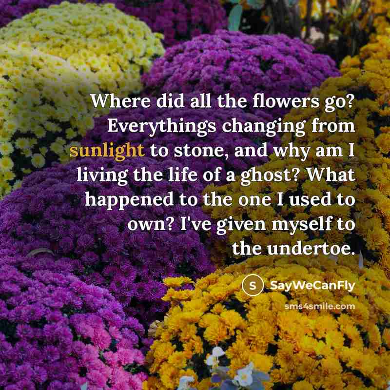 “Where did all the flowers go? Everythings changing from sunlight…” quote by SayWeCanFly