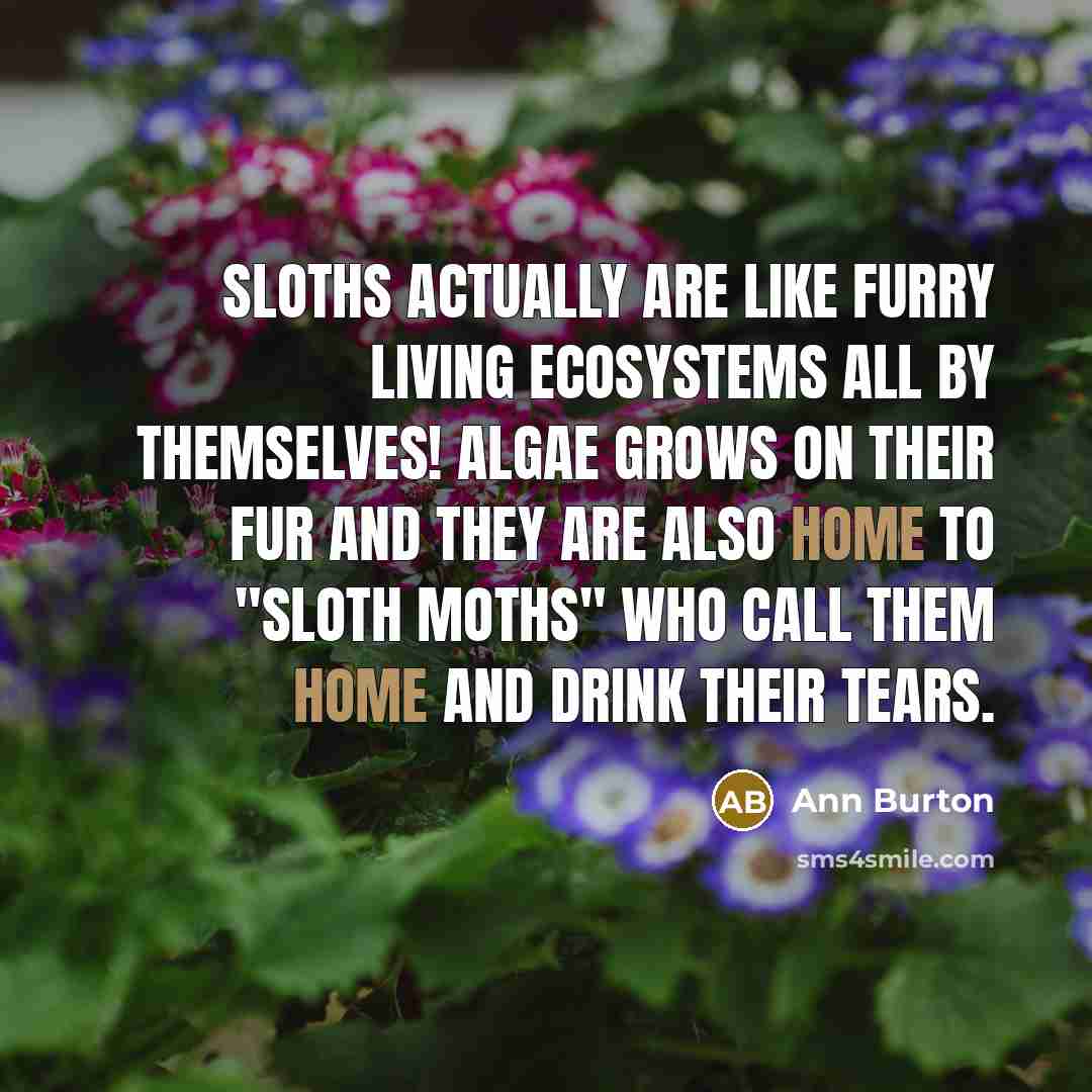 “Sloths actually are like furry living ecosystems all by themselves!…” quote by Ann Burton