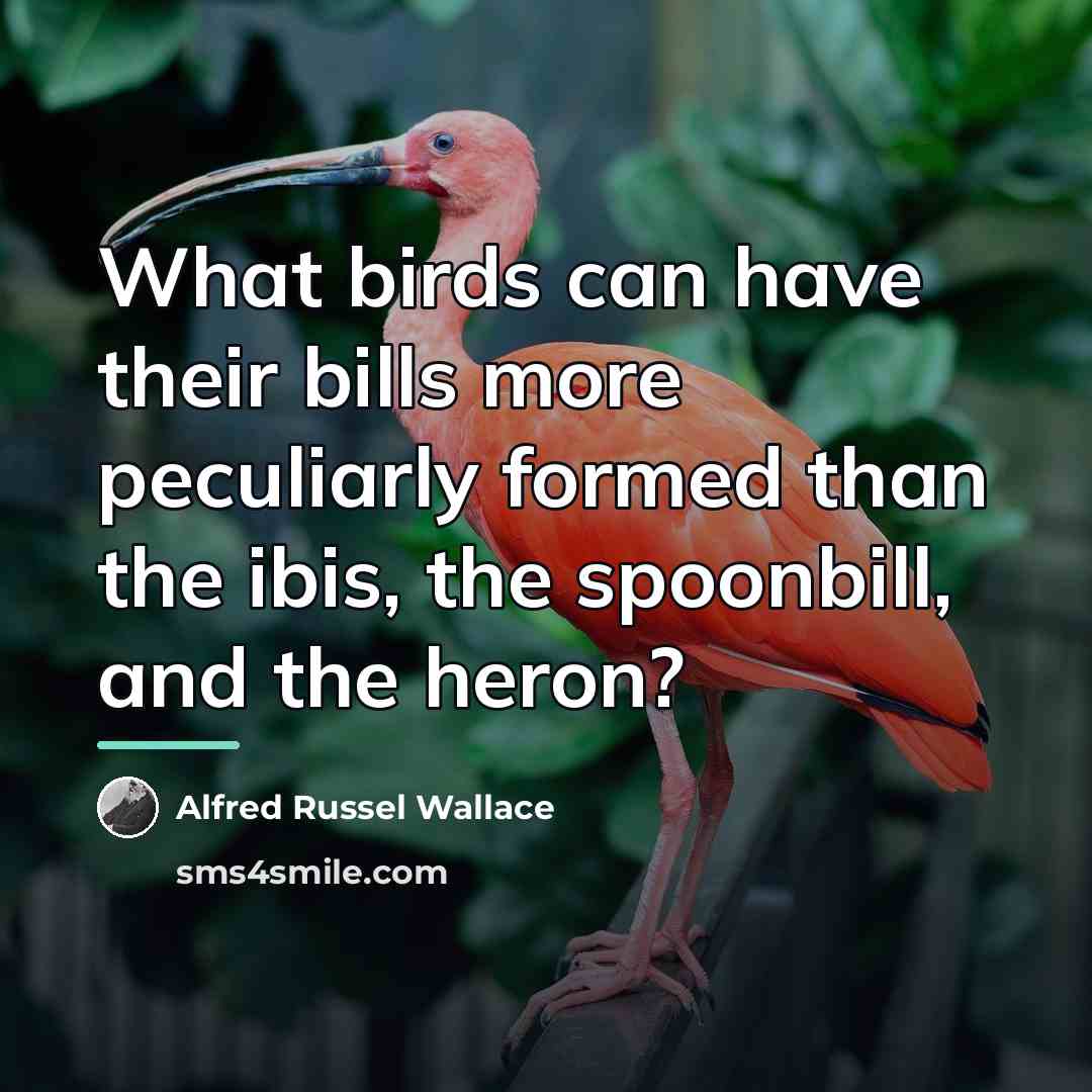 “What birds can have their bills more peculiarly formed than…” quote by Alfred Russel Wallace