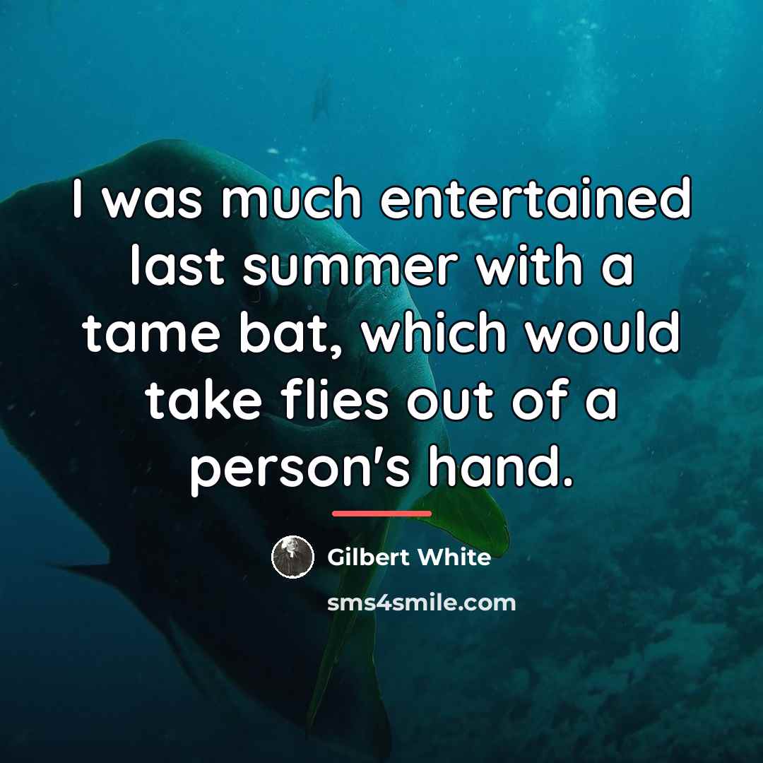 “I was much entertained last summer with a tame bat,…” quote by Gilbert White