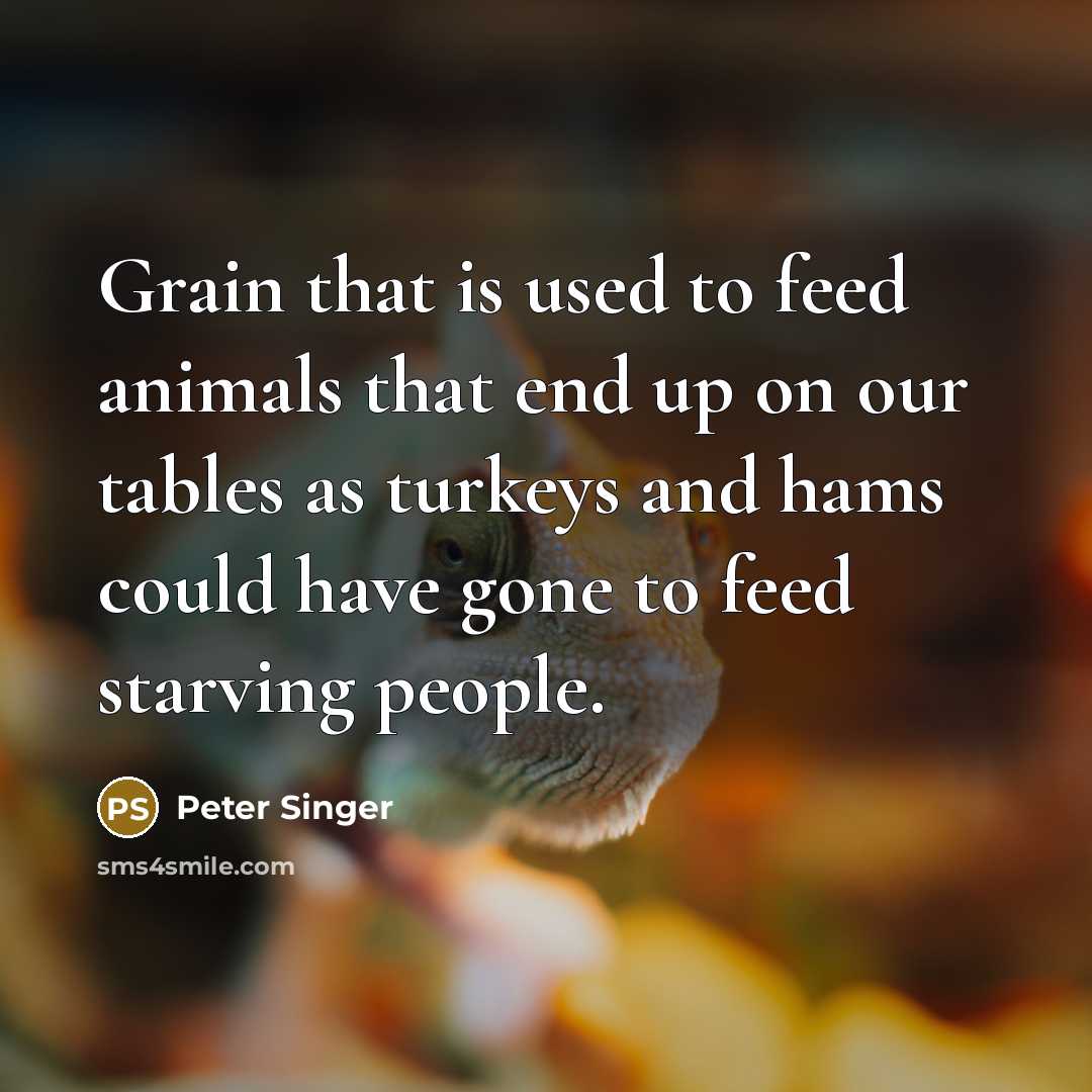 “Grain that is used to feed animals that end up…” quote by Peter Singer
