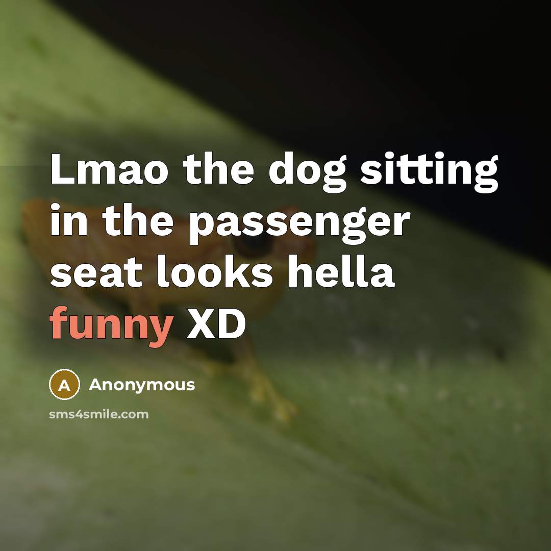 “Lmao the dog sitting in the passenger seat looks hella…” quote by Anonymous