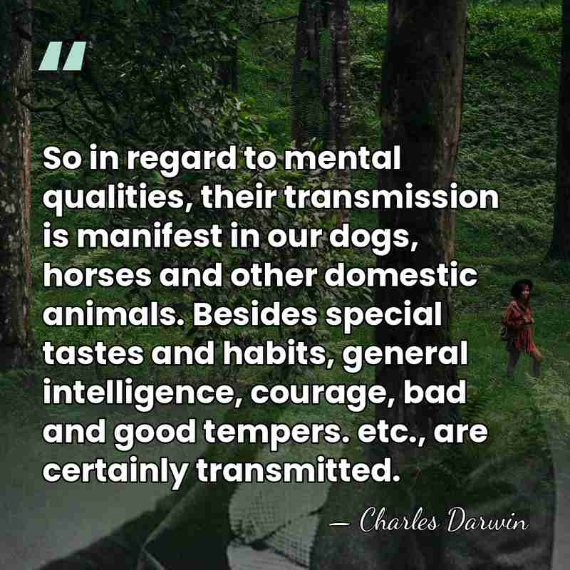 So in regard to mental qualities, their transmission is manifest in our&hellip; - Charles Darwin