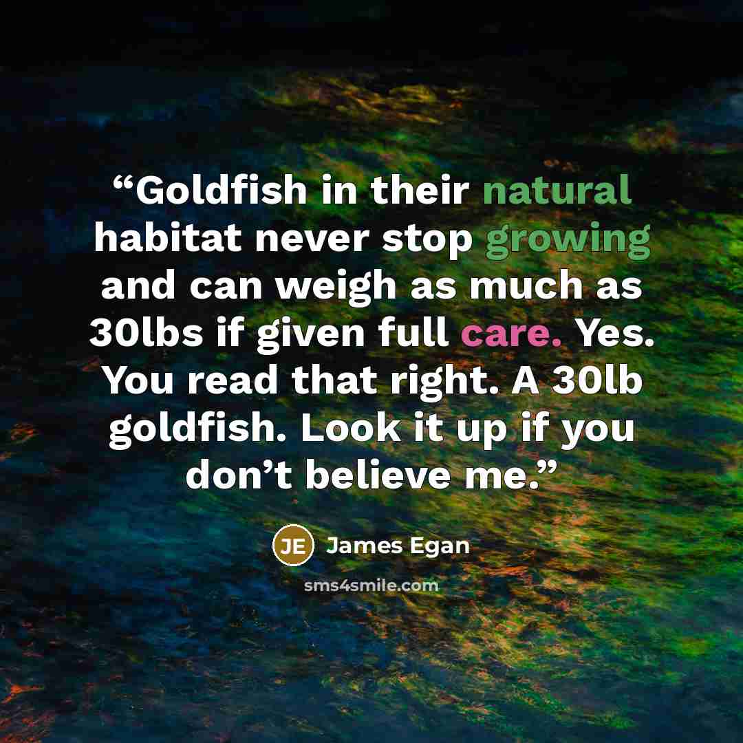 “Goldfish in their natural habitat never stop growing and can weigh as much as 30lbs if given full care. Yes. You read that right. A 30lb goldfish. Look it up if you don’t believe me.” quote by James Egan