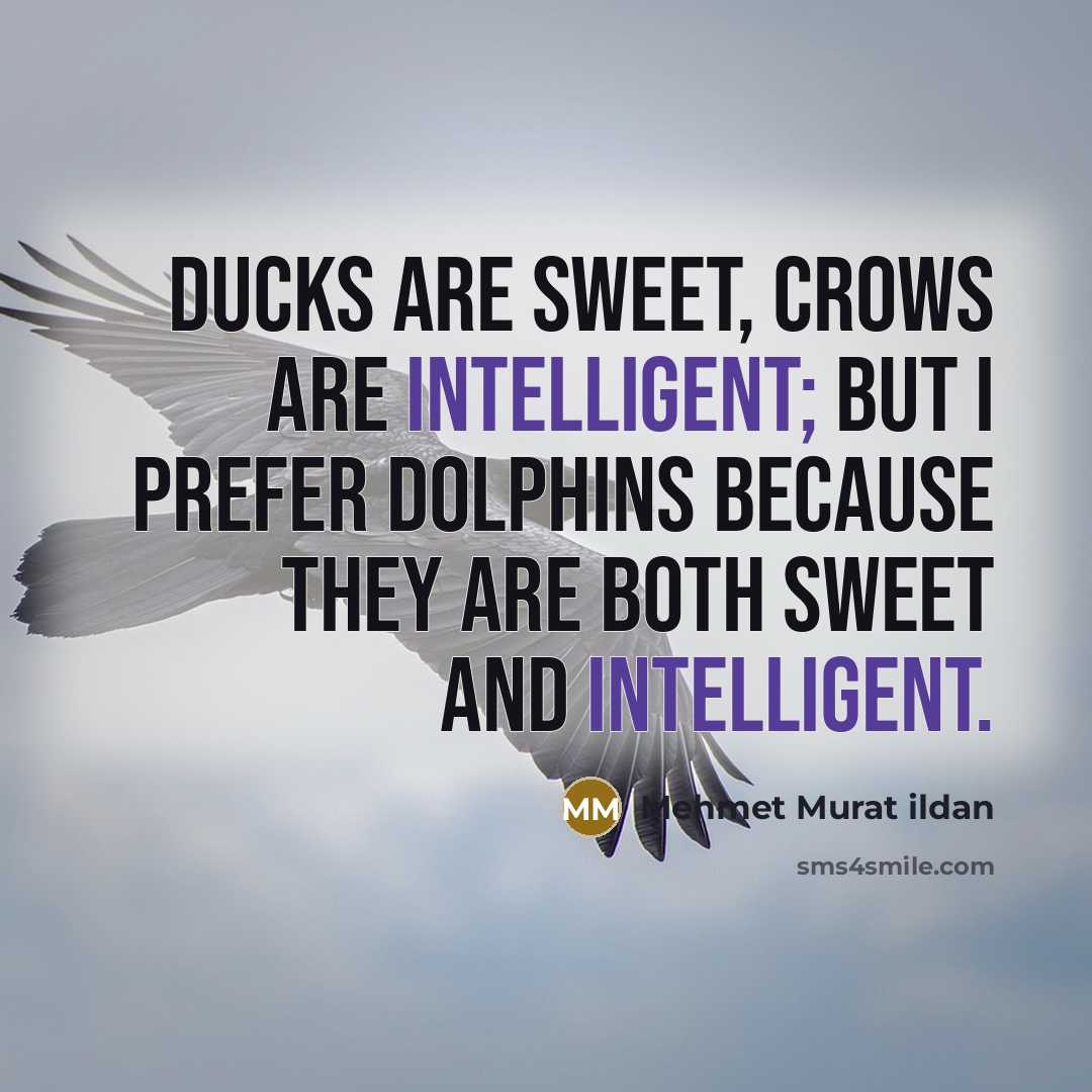 “Ducks are sweet, crows are intelligent; but I prefer dolphins…” quote by Mehmet Murat Ildan