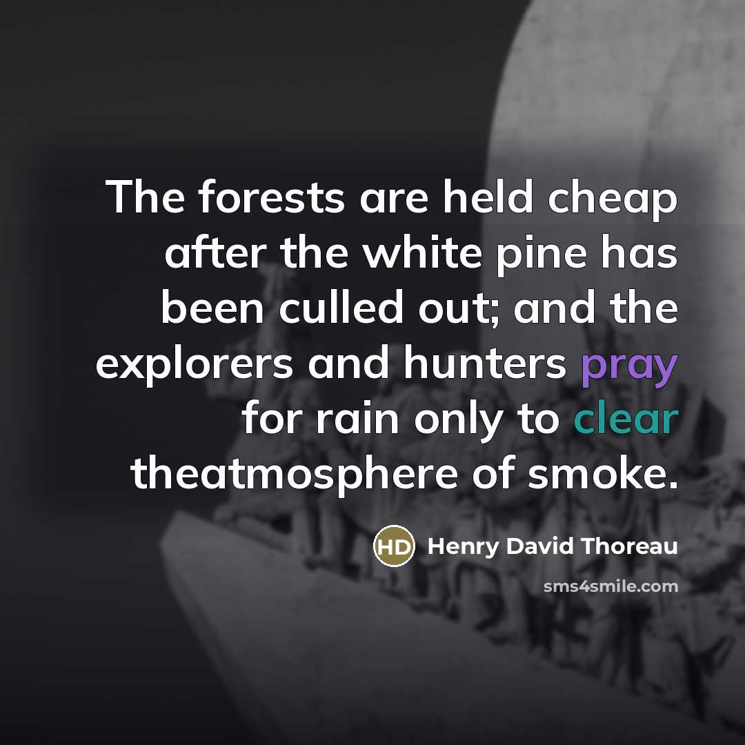 “The forests are held cheap after the white pine has…” quote by Henry David Thoreau