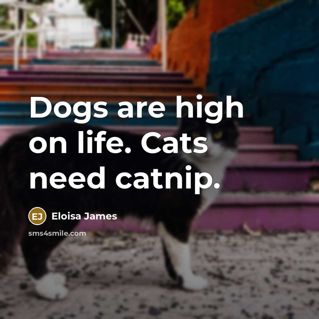 “Dogs are high on life. Cats need catnip.…” quote by Eloisa James