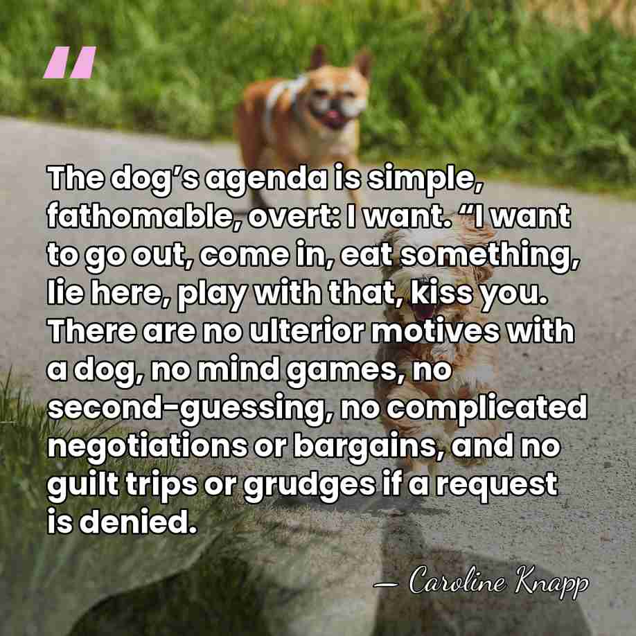The dog’s agenda is simple, fathomable, overt: I want. “I want to&hellip; - Caroline Knapp