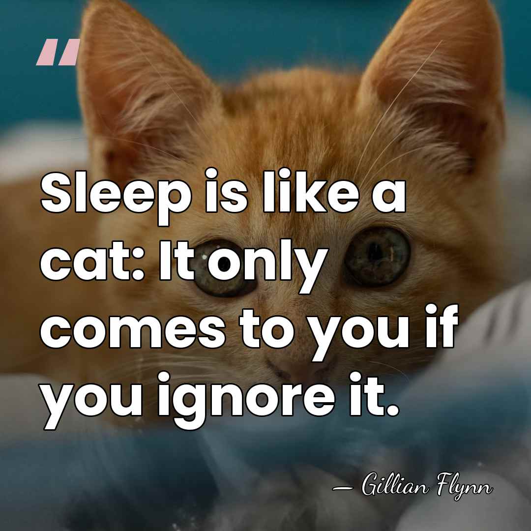 Sleep is like a cat: It only comes to you if you&hellip; - Gillian Flynn
