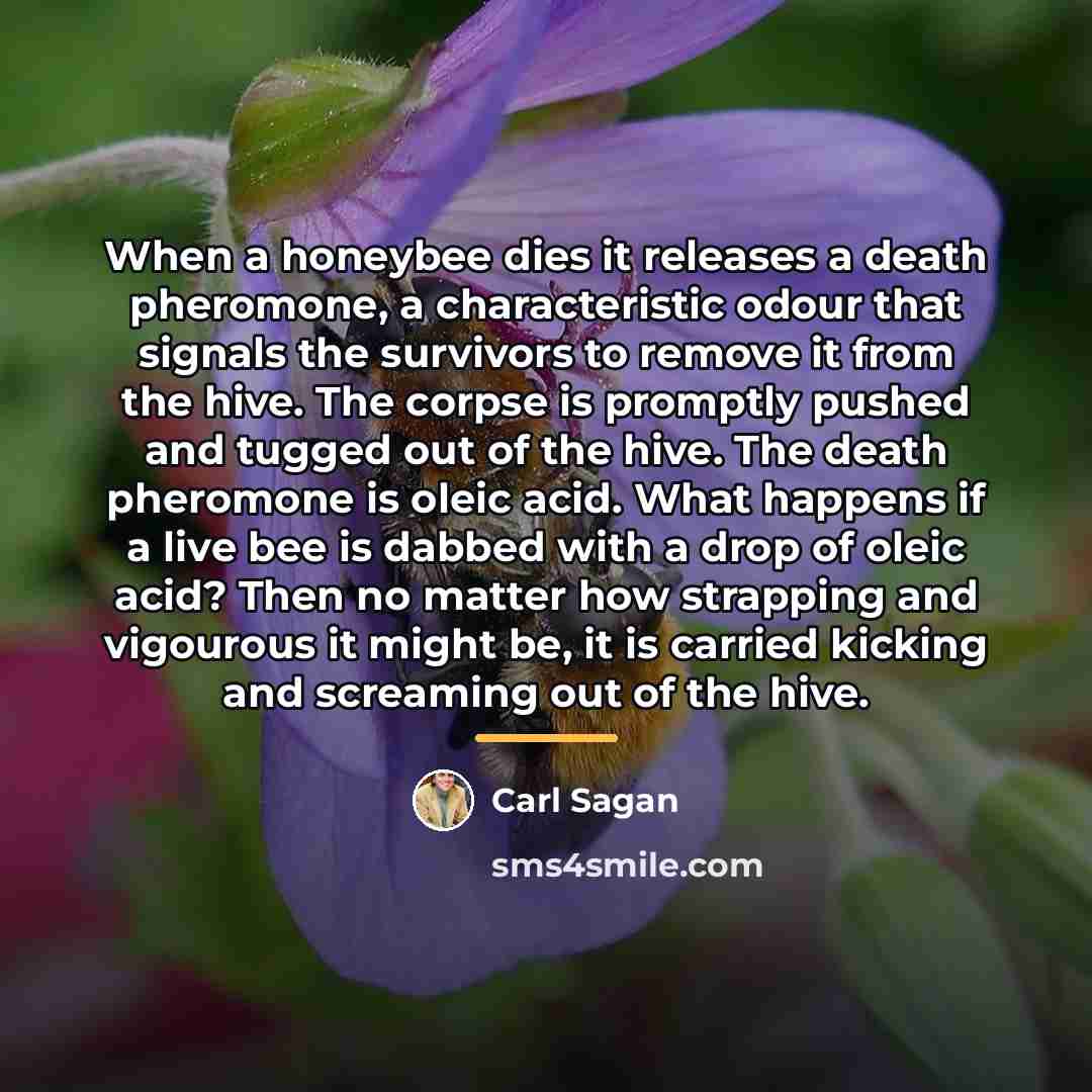 “When a honeybee dies it releases a death pheromone, a…” quote by Carl Sagan