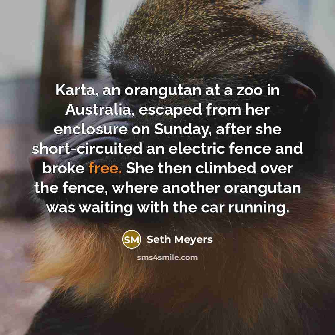 “Karta, an orangutan at a zoo in Australia, escaped from her enclosure on Sunday, after she short-circuited an electric fence and broke free. She then climbed over the fence, where another orangutan was waiting with the car running.” quote by Seth Meyers
