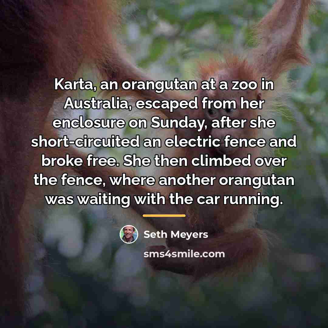 “Karta, an orangutan at a zoo in Australia, escaped from…” quote by Seth Meyers