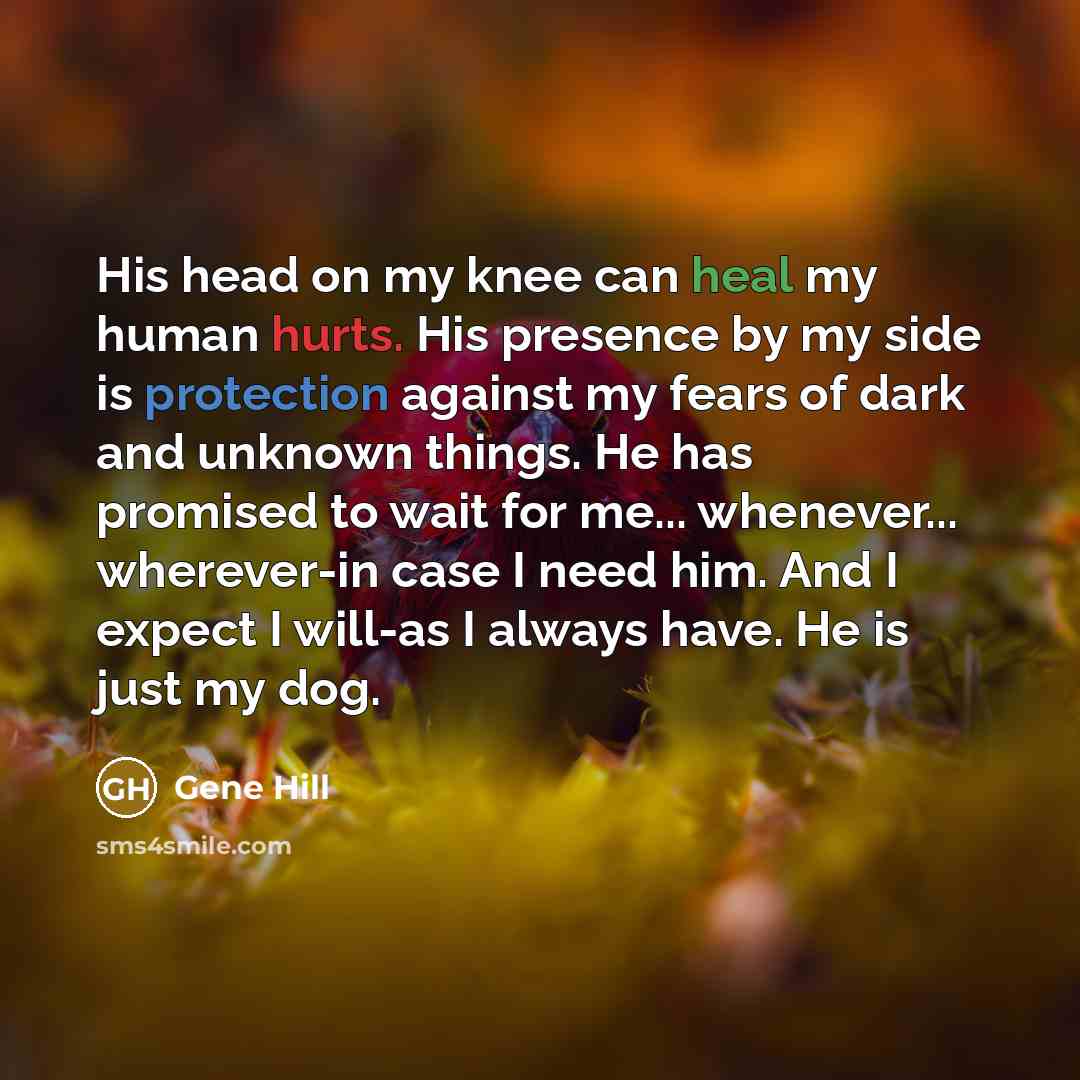 “His head on my knee can heal my human hurts. His presence by my side is protection against my fears of dark and unknown things. He has promised to wait for me... whenever... wherever-in case I need him. And I expect I will-as I always have. He is just my dog.” quote by Gene Hill