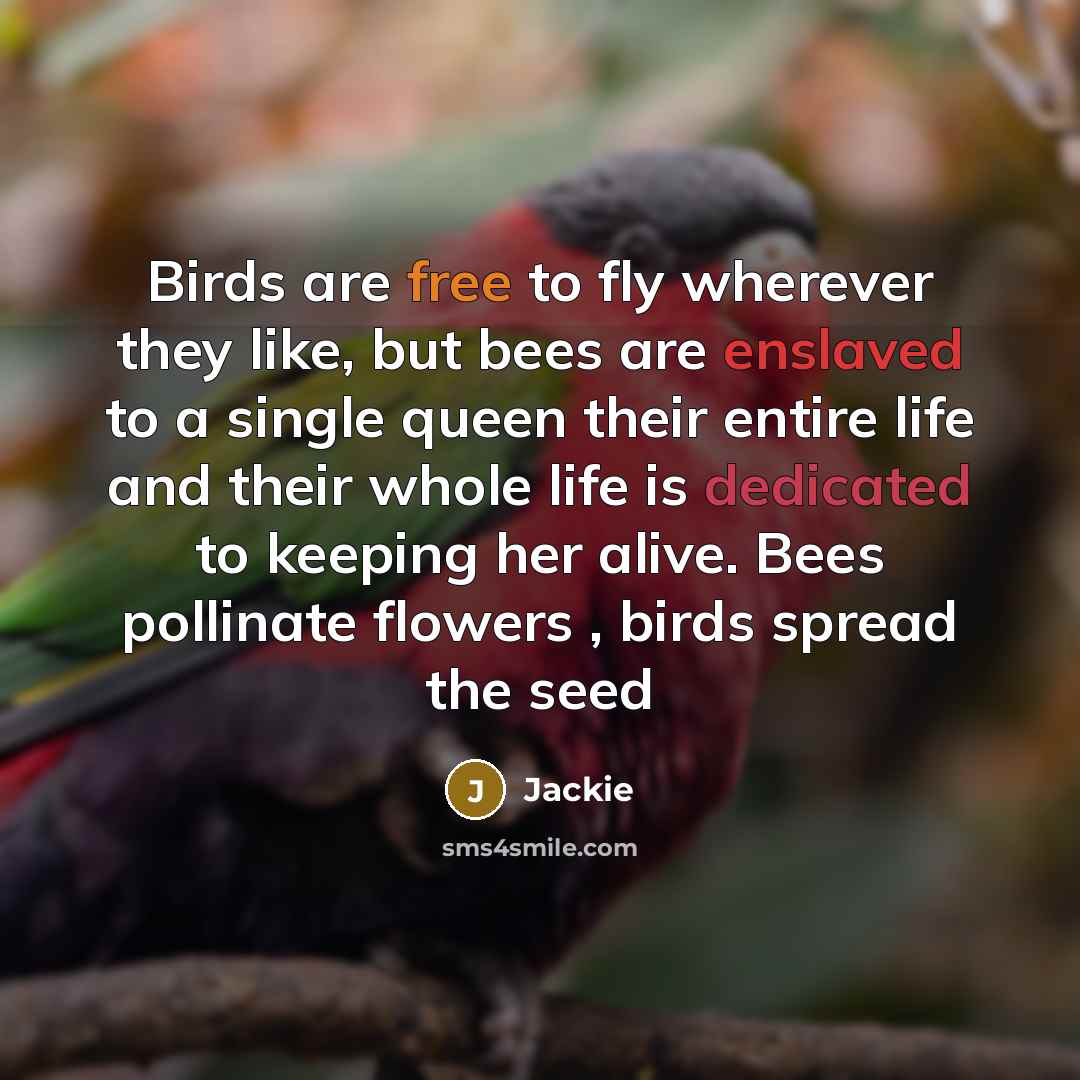 “Birds are free to fly wherever they like, but bees are enslaved to a single queen their entire life and their whole life is dedicated to keeping her alive. Bees pollinate flowers , birds spread the seed” quote by Jackie