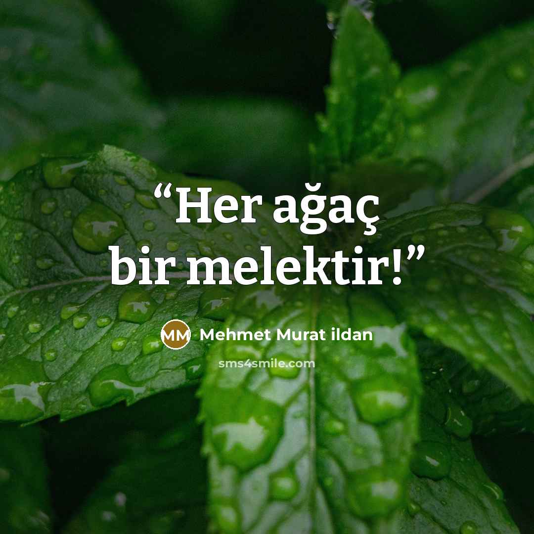 “Her ağaç bir melektir!” quote by Mehmet Murat ildan