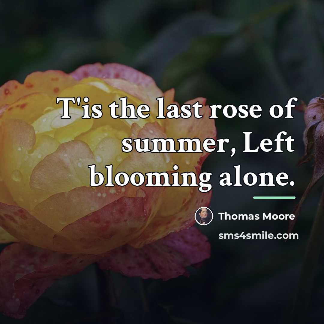 “T'is the last rose of summer, Left blooming alone.…” quote by Thomas Moore