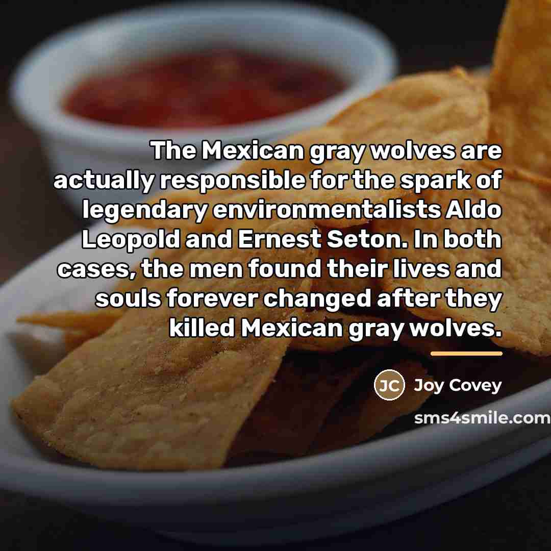 “The Mexican gray wolves are actually responsible for the spark…” quote by Joy Covey
